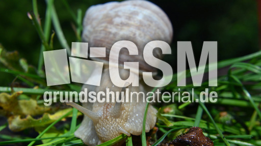 Weinbergschnecke_ (4).jpg